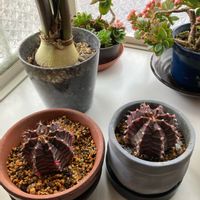 観葉植物,サボテンの一覧,多肉・サボテン,花のある暮らし,窓辺の画像