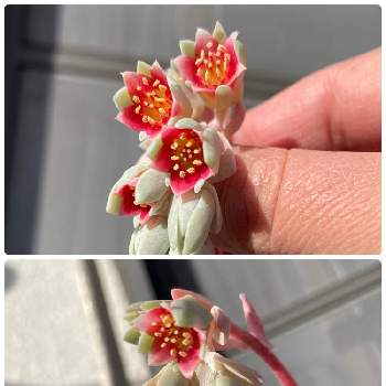 月美人,多肉植物,夕方のパトロール,咲いたよ,大好きの画像