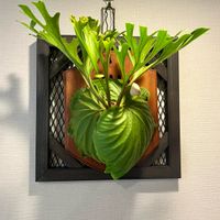 ビカクシダ リドレイ, コウモリラン ,観葉植物,ビカクシダのある暮らし,kameさん株の画像