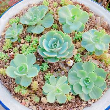 多肉植物,植物と暮らす,植物のある暮らし, 七福神,寄せ植えの画像
