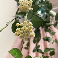ホヤ クローニアナ シルバー,観葉植物,植物のある暮らし,ホヤの花,癒しの画像
