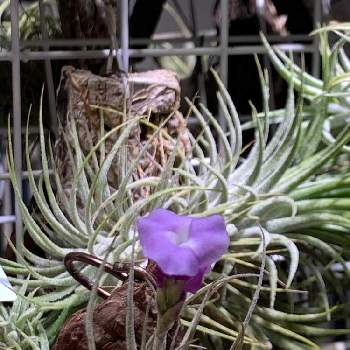 チラ沼,植欲が止まらない,GS映え,植欲,おうち園芸の画像