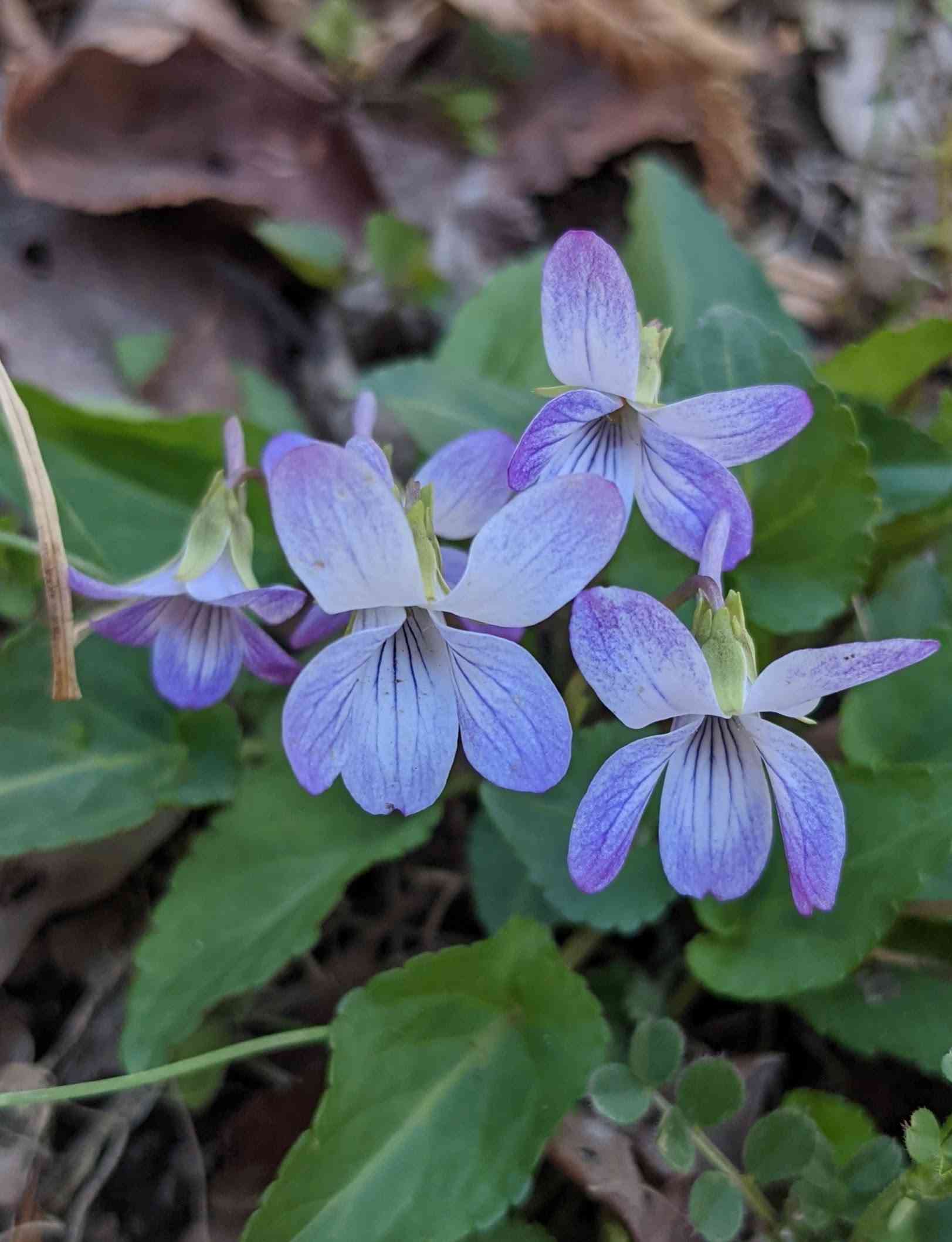 希少 ビオラ【すみれ図鑑】2ポット グリーンファームオンライン