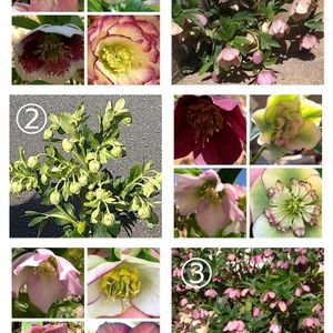 プレゼント,黄色い花,白い花,紫の花,ピンクの花の画像