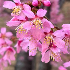 オカメザクラ,サクラ,さくら サクラ 桜,散歩,ピンクの花の画像