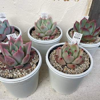 ハオルシア・オブツーサ,達摩オブツーサ,達摩寶草,多肉植物の画像