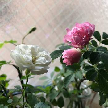 ミニバラ・グリーンアイス,ミニバラ 舞娘,ミニバラ,岩手県,ピンクの花の画像