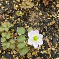 植え替え,山野草,一輪の花,懐かしい風景,和の坪庭の画像