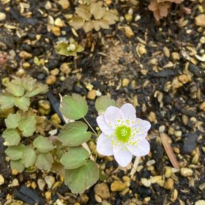 植え替え,山野草,一輪の花,懐かしい風景,和の坪庭の画像