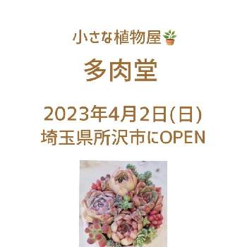 セダム属,多肉植物,セダム！,タニパト,サボテン☆の画像
