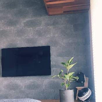 フィカス・アルテシマ,スタバ,部屋の中,リビング,インテリア雑貨の画像