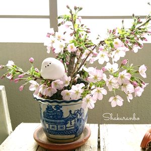サクラ,御殿場桜,さくら サクラ 桜,鉢植え,元気！の画像