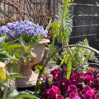 カラーリーフ,ロックガーデン,手作りの庭,大好きなコーナー,ナチュラルガーデンの画像