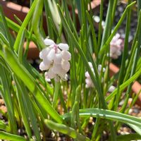 ロックガーデン,手作りの庭,大好きなコーナー,ナチュラルガーデン,植中毒の画像