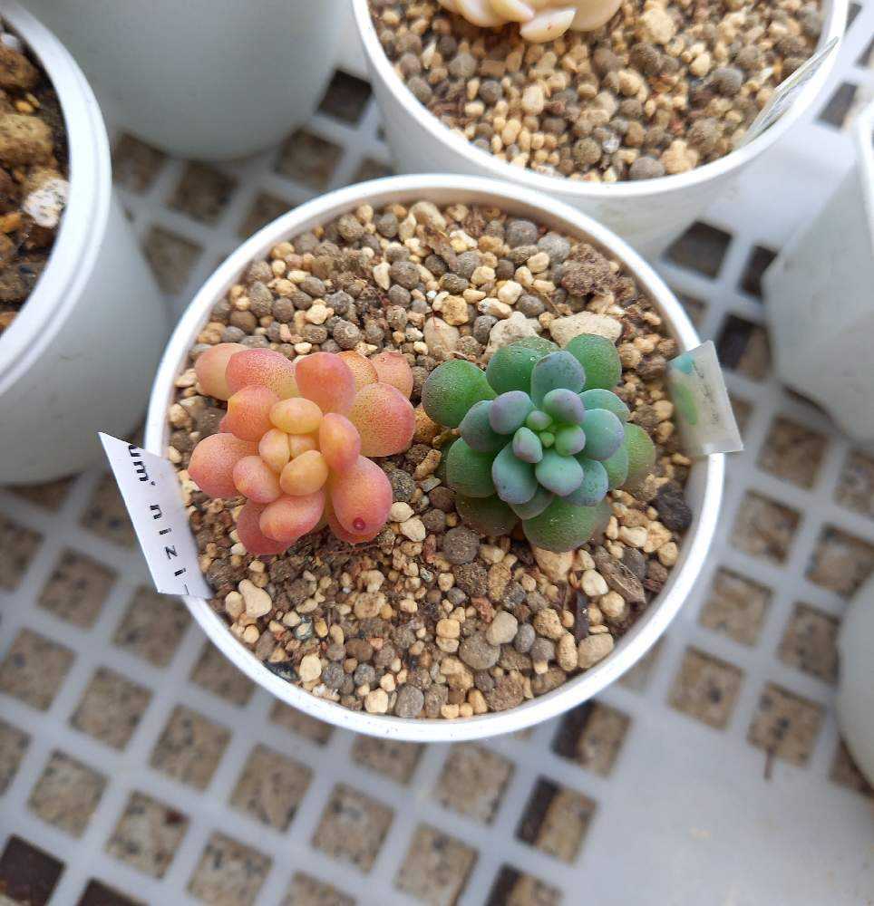 827👼ワンダワンダ2 ワンダーワンダー2｜🍀GreenSnap（グリーン