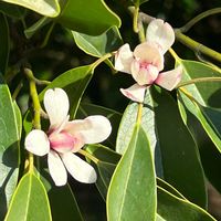オガタマノキ,富山県中央植物園,モクレン科,お出かけ先の画像
