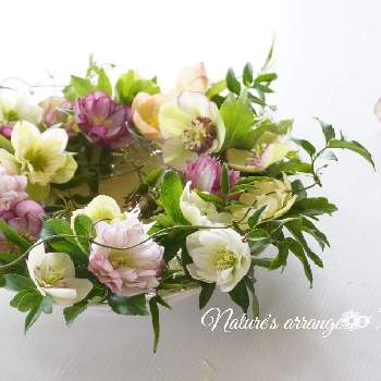 クリスマスローズ,ありがとう♡,2023nature's Arrange,2023nature's ChristmasRose,クリスマスローズ愛同盟の画像