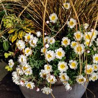 カレックス,花かんざし,寄せ植え,ガーデニング,カラーリーフの画像