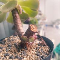 多肉に夢中,我が家の多肉,多肉大好き,アエオニウム,植中毒の画像