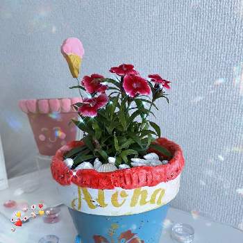 自作リメ鉢,ピンクの花,GSに感謝。,リメ鉢,平和を願う☆の画像