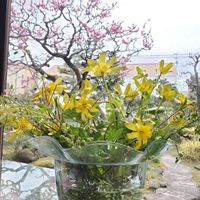 ヒメリュウキンカ,タネツケバナ,和風の庭,母の庭の画像