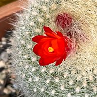 雪晃,軒下,サボテン好き,サボテンの花,小さな庭の画像