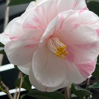 五色八重散椿,つばき,五色八重散椿,開花,観察の画像