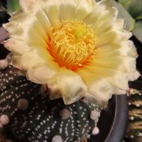サボテン,アストロフィツム属 兜丸,Astrophytum asterias,Astrophytum asterias 兜丸,兜丸の画像