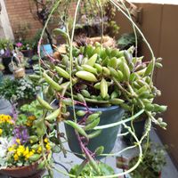 ルビーネックレス,アーモンドネックレス,みどりのある暮らし,ハンキング,寄せ植えの画像