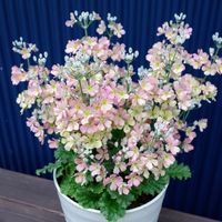 ウインティー,プリムラ マラコイデス,サクラソウ,春のお花,植物のある暮らしの画像