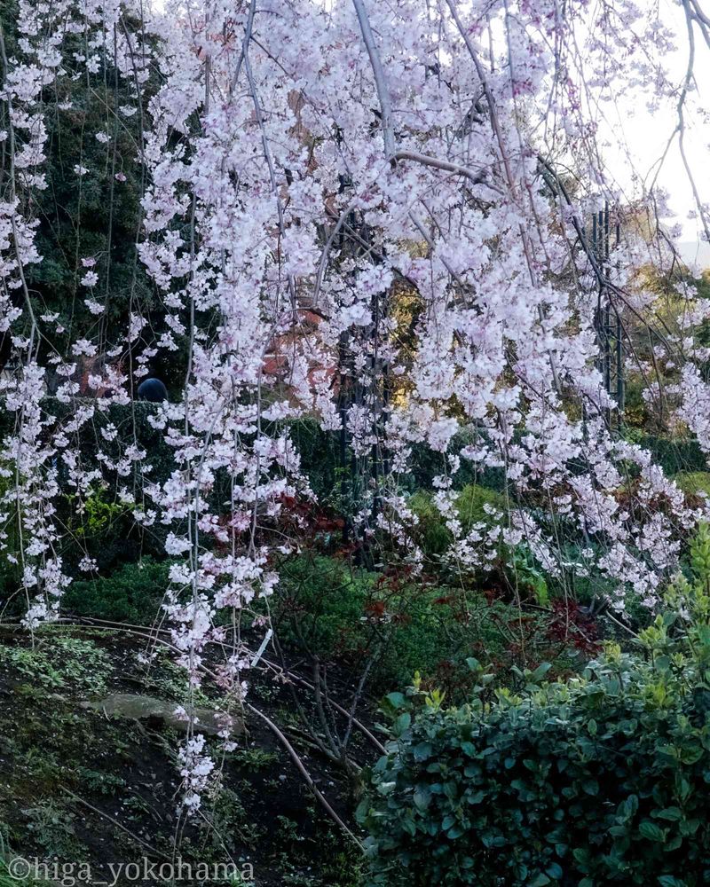 ヒガ君さんの山下公園への投稿