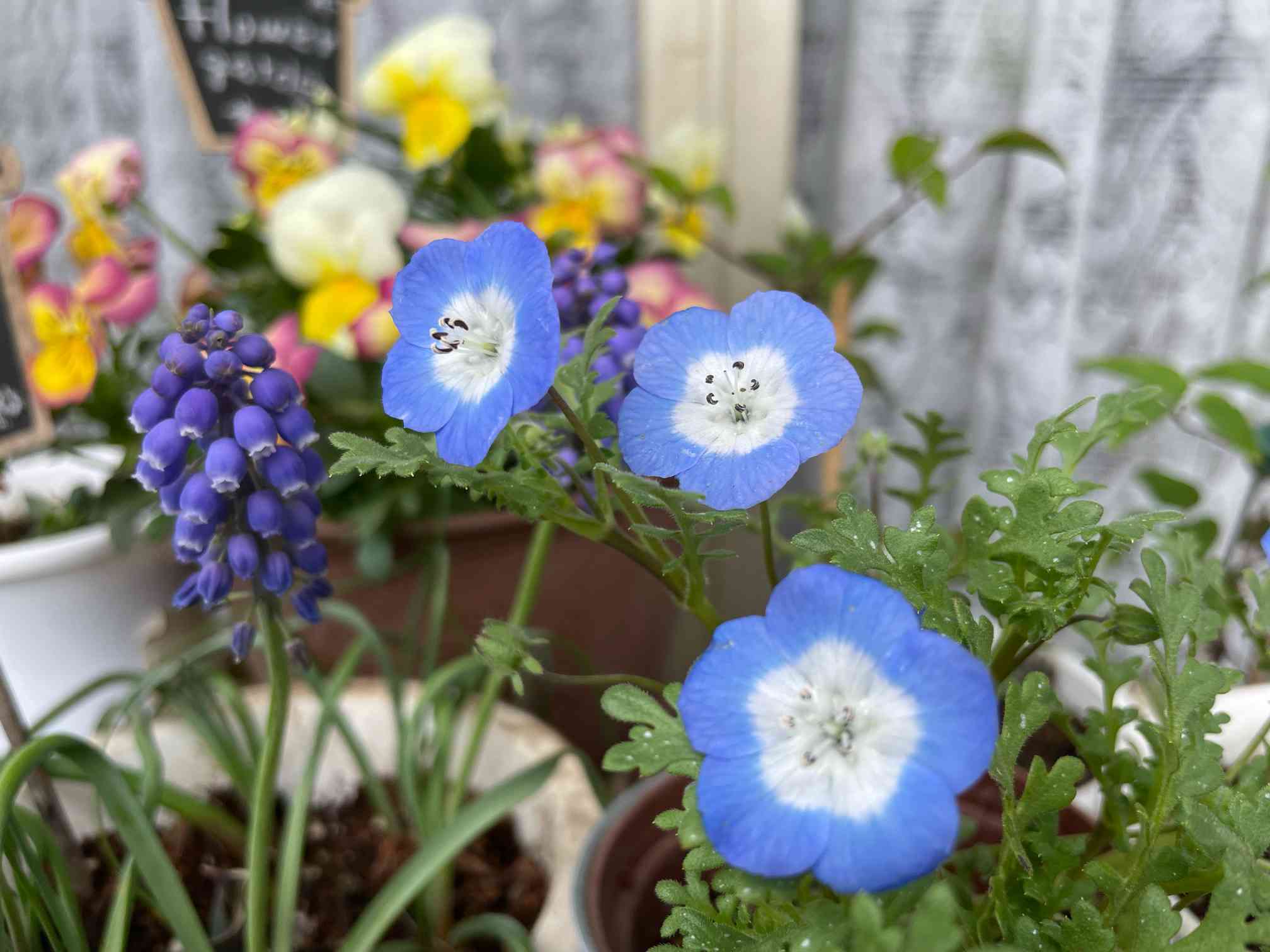 ネモフィラ開花💙今年はこれ💙｜🍀GreenSnap（グリーンスナップ）