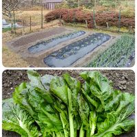 家庭菜園,文化農場,玉ねぎ栽培,いちご栽培,２０２０年５月同期の画像