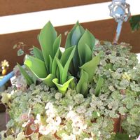 斑入りグレコマ,チューリップ,寄せ植え,『秋植え球根2023』フォトコンテスト,球根の画像