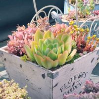 セダム属,多肉の寄せ植え,寄せ植え,綺麗な多肉,エケベリア属の画像