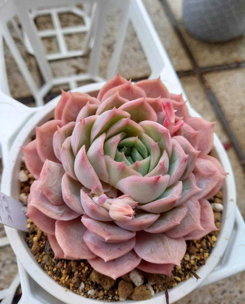 No.510 ❁オウンスロー❁ 抜き苗 多肉植物 寄せ植え No.510 ❁オウン