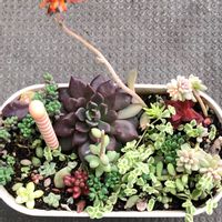 多肉植物,寄せ植え,極小ベランダ,多肉初心者,バルコニー/ベランダの画像