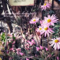 Lawrencella davenportii (ﾛｰﾚﾝｾﾗ/ｵｰｽﾄﾗﾘｱﾝﾃﾞｰｼﾞｰ),みどりのある暮らし,スマホ撮影,Heuchera dolce 'Bitter Chocora' ( ﾋｭｰｹﾗ ﾄﾞﾙﾁｪ 'ﾋﾞﾀｰ ｼｮｺﾗ' ),植物のある暮らしの画像