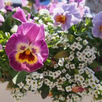 パンジー,ビオラ,アリッサム,春のお花,ベランダの画像