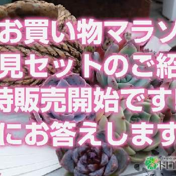 多肉植物,韓国苗販売,おうち園芸,リメ鉢,エケベリア属の画像