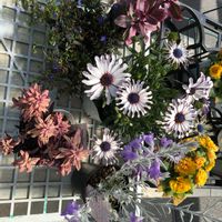 オステオ・スペルマム,園芸店,寄せ植え,プランター植え,小さな庭の画像