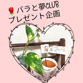 ポトスゴールデン,かわいい♡,バラと夢CLUB,リメ鉢,繋がりに感謝♡の画像