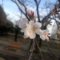 ソメイヨシノ,咲いた！,可愛い〜♡,花のある暮らし,お写ん歩の画像