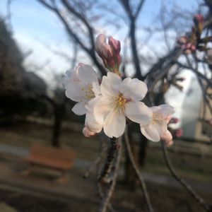 ソメイヨシノ,咲いた！,可愛い〜♡,花のある暮らし,お写ん歩の画像