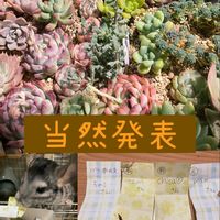 多肉女子,キュンキュン乙女倶楽部,つながりに感謝,バラと夢CLUB,可愛い同居人❣️の画像