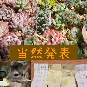 多肉女子,キュンキュン乙女倶楽部,つながりに感謝,バラと夢CLUB,可愛い同居人❣️の画像