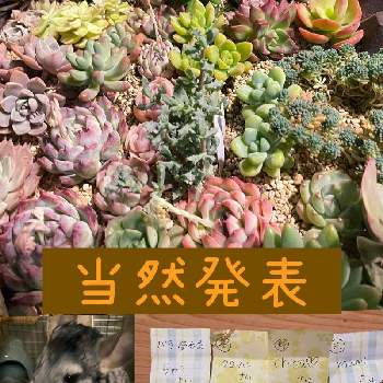 多肉女子,キュンキュン乙女倶楽部,つながりに感謝,バラと夢CLUB,可愛い同居人❣️の画像