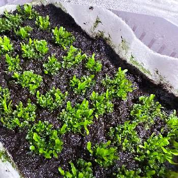  コウモリラン ,フェゴ, ビカクシダ,珍奇植物,ビカクシダ・ステマリアの画像