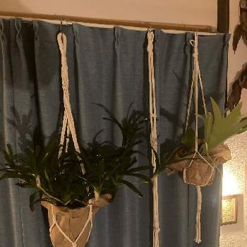  コウモリラン ,フェゴ, ビカクシダ,珍奇植物,ビカクシダ・ステマリアの画像