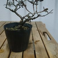 ヒメエゾムラサキツツジ,剪定,雑木盆栽,山野草,古典園芸植物の画像